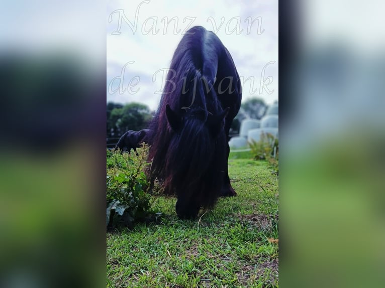 Fell pony Merrie 17 Jaar 138 cm Zwart in Wuppertal