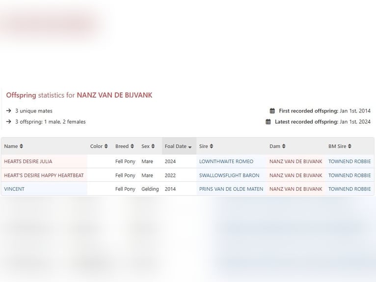 Fell pony Merrie 17 Jaar 138 cm Zwart in Wuppertal
