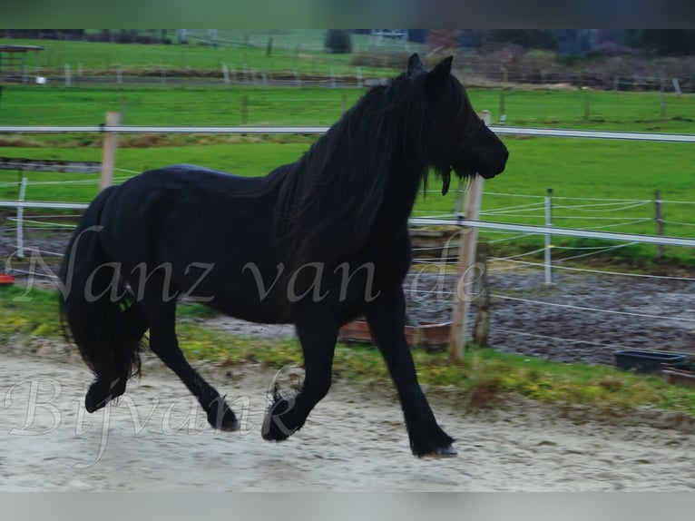 Fell pony Merrie 18 Jaar 138 cm Zwart in Wuppertal