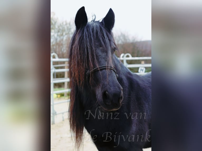 Fell pony Merrie 18 Jaar 138 cm Zwart in Wuppertal