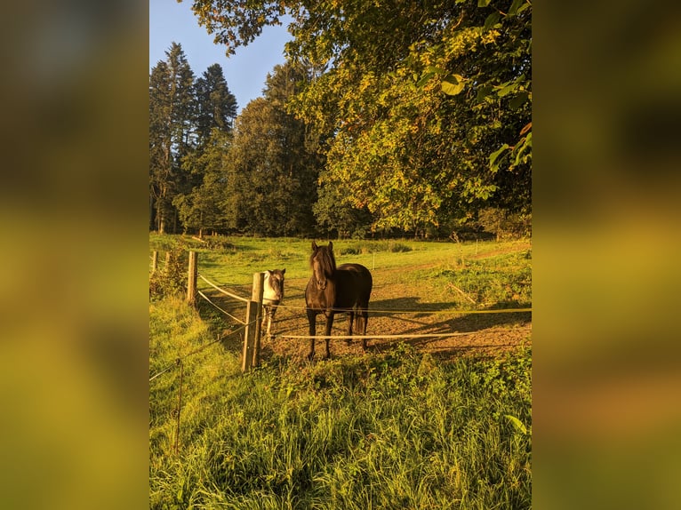 Fell pony Mix Merrie 19 Jaar Zwart in Timelkam
