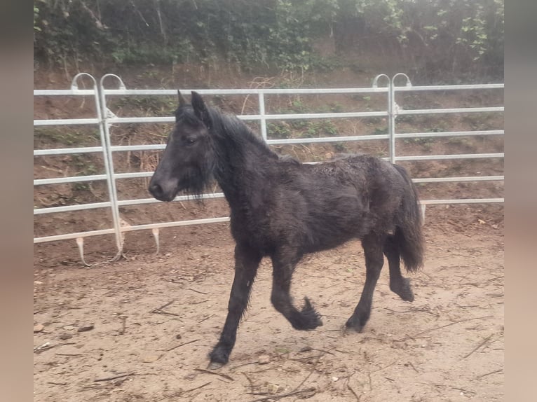 Fell pony Merrie 1 Jaar 142 cm Zwart in Schuttertal