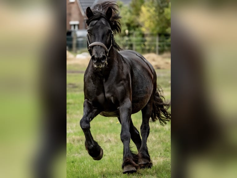 Fell pony Merrie 20 Jaar 137 cm Zwart in Bötersen