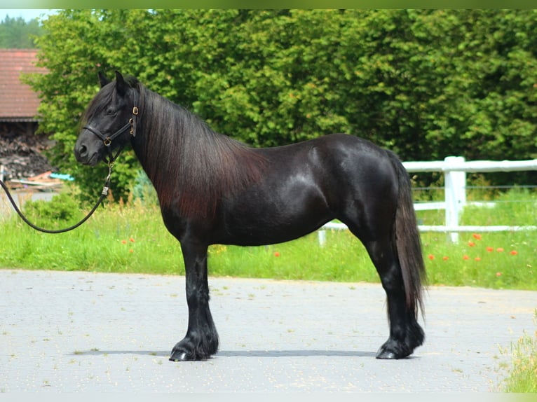 Fell pony Merrie 2 Jaar 142 cm kan schimmel zijn in Santok