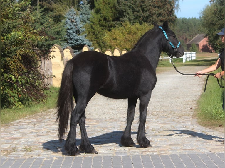 Fell pony Merrie 2 Jaar 142 cm kan schimmel zijn in Santok