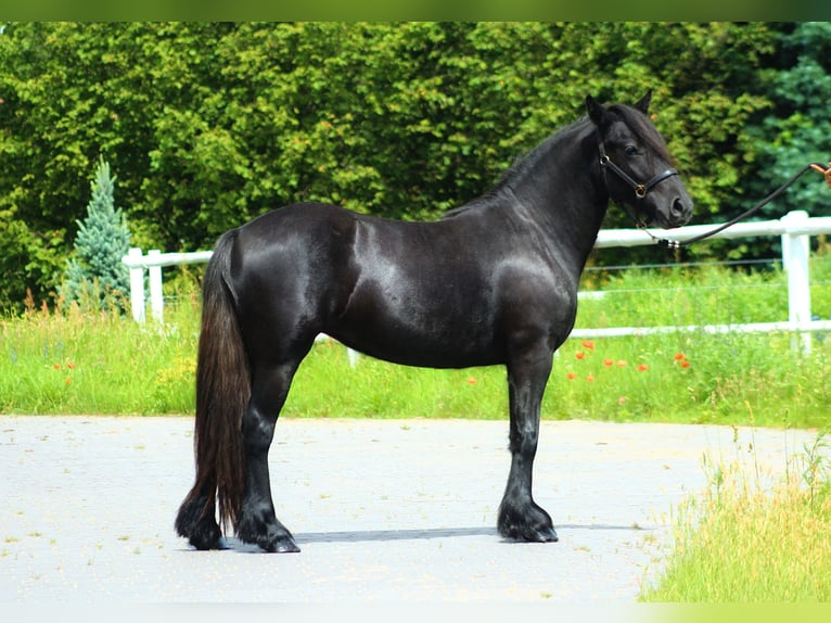 Fell pony Merrie 2 Jaar 142 cm kan schimmel zijn in Santok