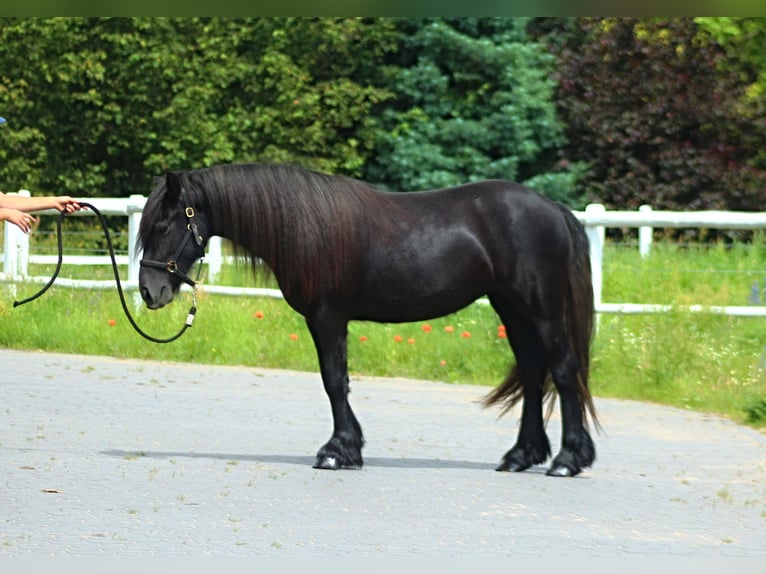 Fell pony Merrie 2 Jaar 142 cm kan schimmel zijn in Santok