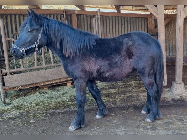 Fell pony Merrie 2 Jaar 142 cm Zwart in Schuttertal