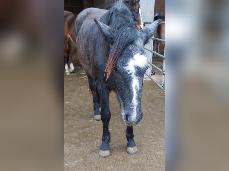 Fell pony Mix Merrie 2 Jaar 148 cm Zwartschimmel in Güntersleben
