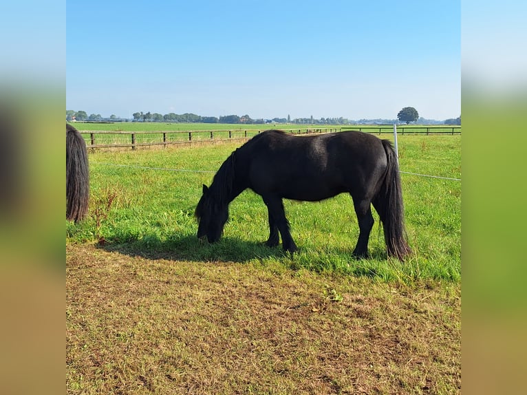 Fell pony Merrie 3 Jaar 140 cm Zwart in Zeddam