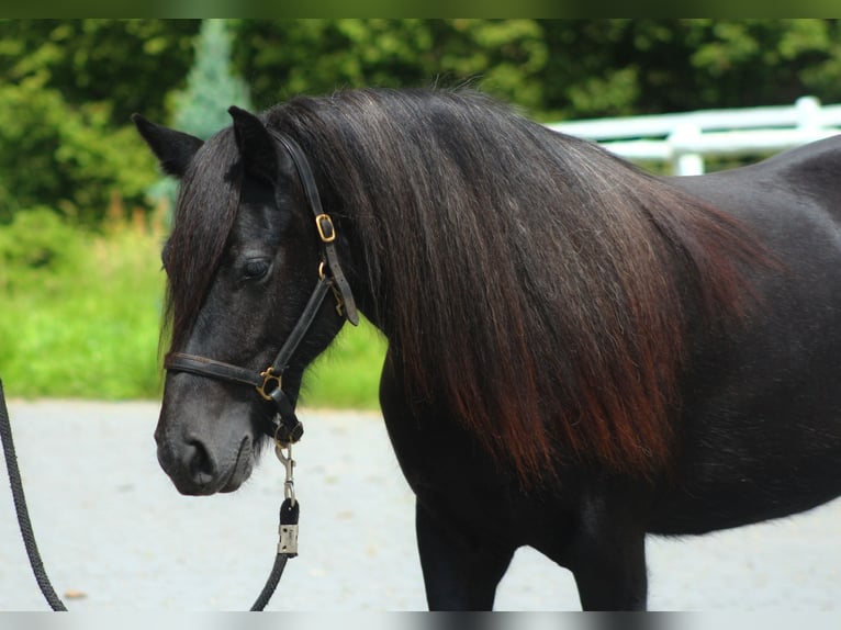 Fell pony Merrie 3 Jaar 142 cm kan schimmel zijn in Santok