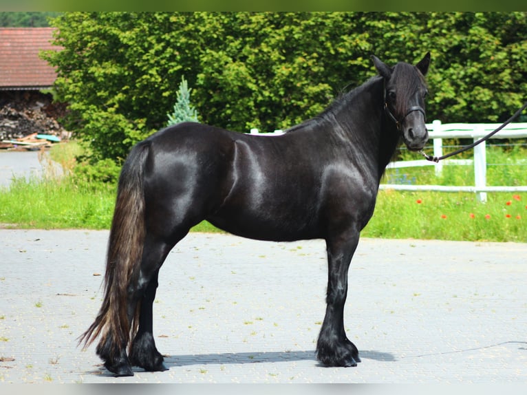 Fell pony Merrie 3 Jaar 142 cm kan schimmel zijn in Santok