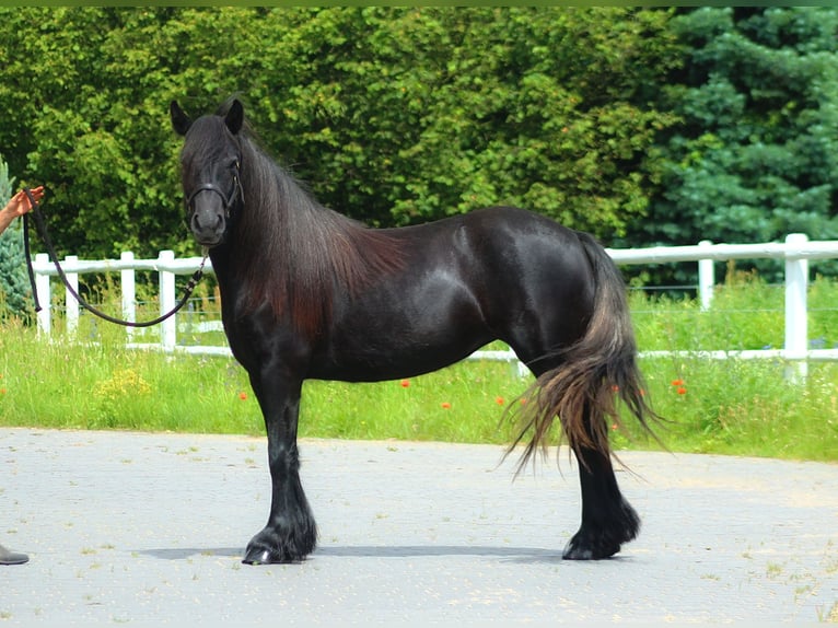 Fell pony Merrie 3 Jaar 142 cm kan schimmel zijn in Santok