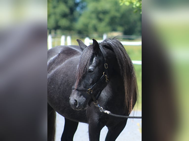 Fell pony Merrie 3 Jaar 144 cm Schimmel in Santok
