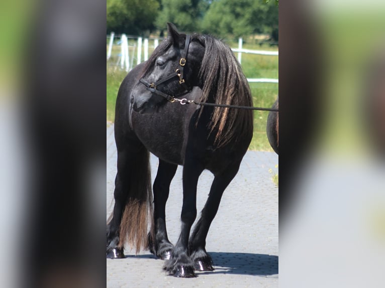 Fell pony Merrie 3 Jaar 144 cm Schimmel in Santok