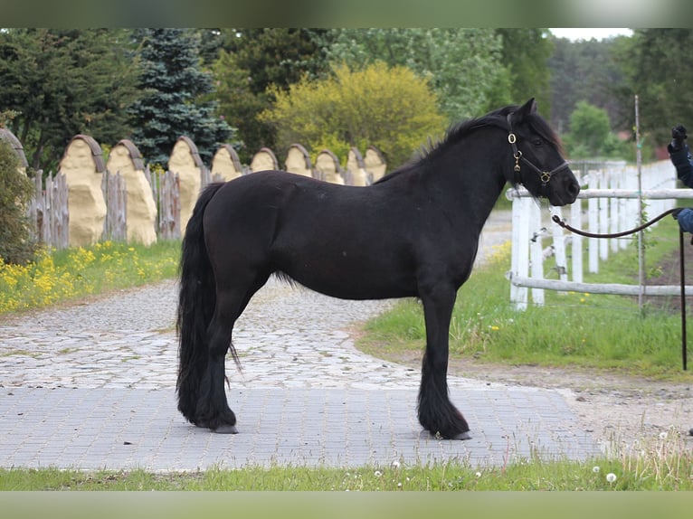 Fell pony Merrie 3 Jaar 145 cm Zwart in Santok