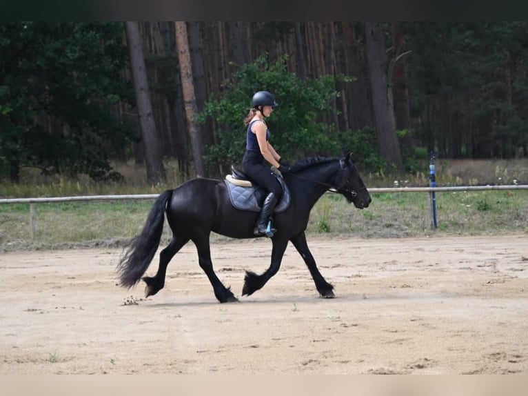 Fell pony Merrie 4 Jaar 143 cm Zwart in Santok