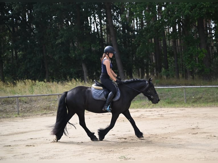 Fell pony Merrie 4 Jaar 143 cm Zwart in Santok