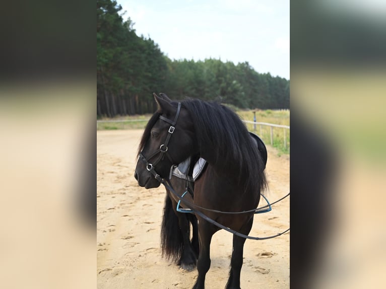 Fell pony Merrie 4 Jaar 143 cm Zwart in Santok