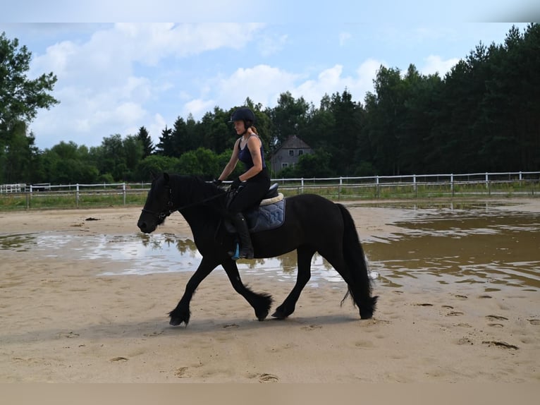 Fell pony Merrie 4 Jaar 143 cm Zwart in Santok