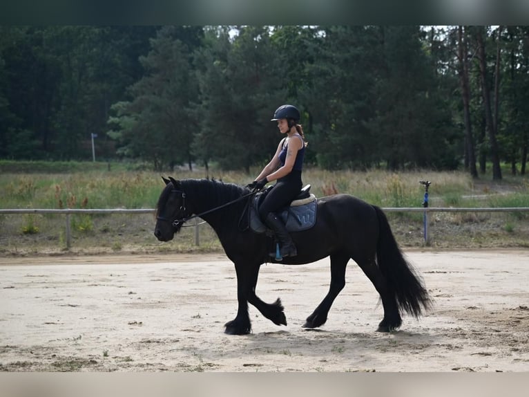 Fell pony Merrie 4 Jaar 143 cm Zwart in Santok
