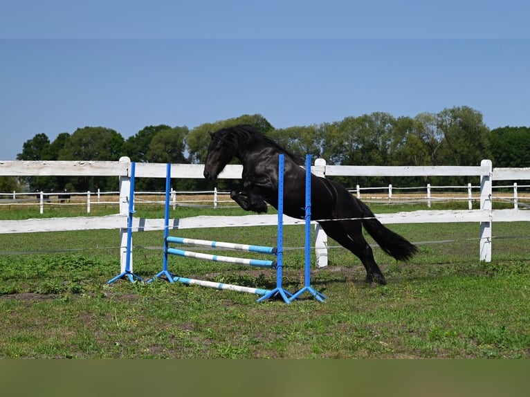Fell pony Merrie 4 Jaar 143 cm Zwart in Santok