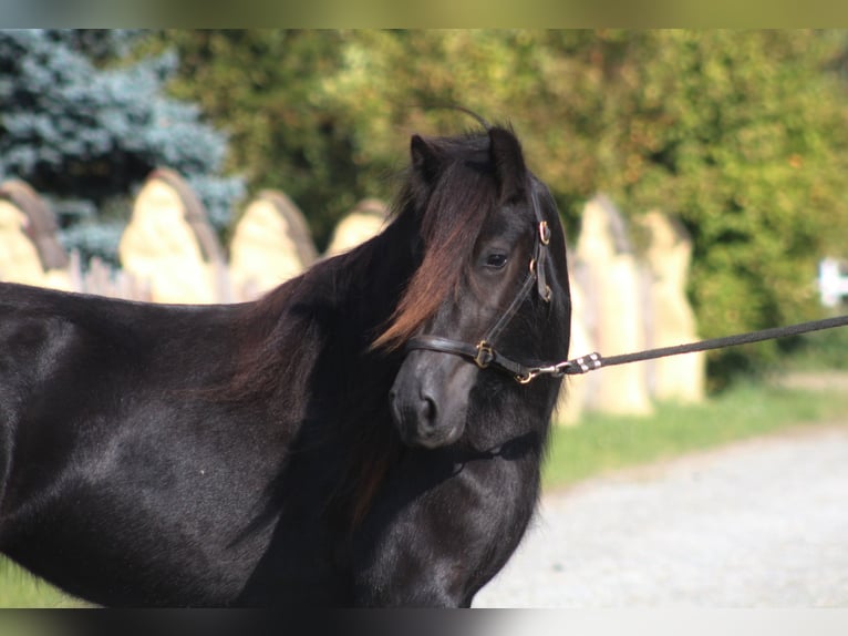 Fell pony Merrie 4 Jaar 145 cm Zwart in Santok