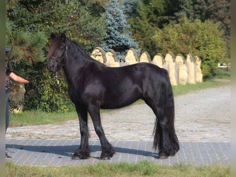 Fell pony Merrie 4 Jaar 145 cm Zwart in Santok