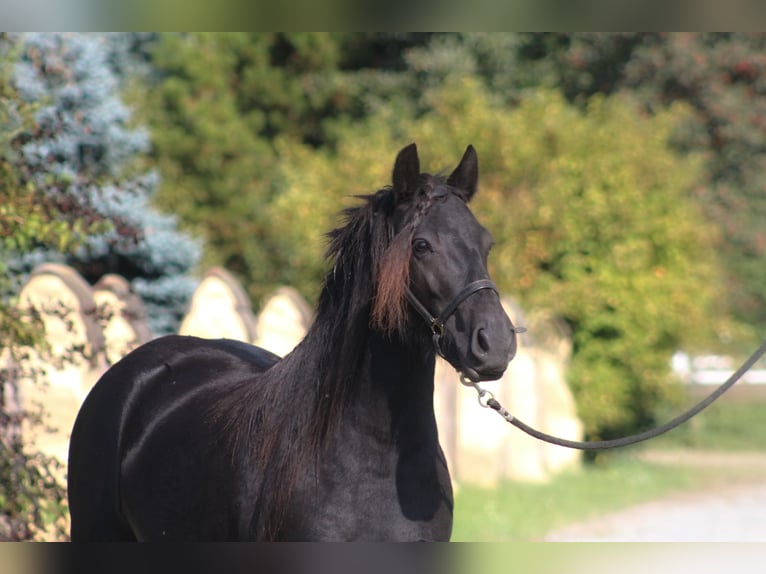 Fell pony Merrie 5 Jaar 140 cm Zwart in Santok