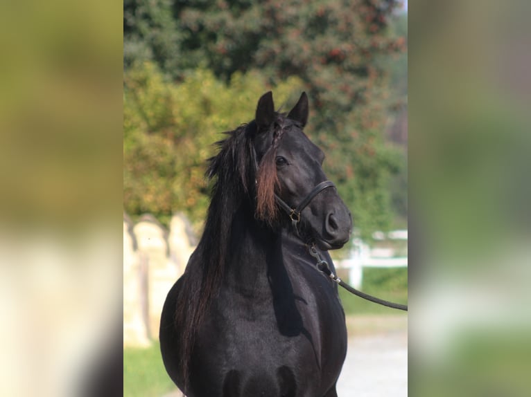 Fell pony Merrie 5 Jaar 140 cm Zwart in Santok