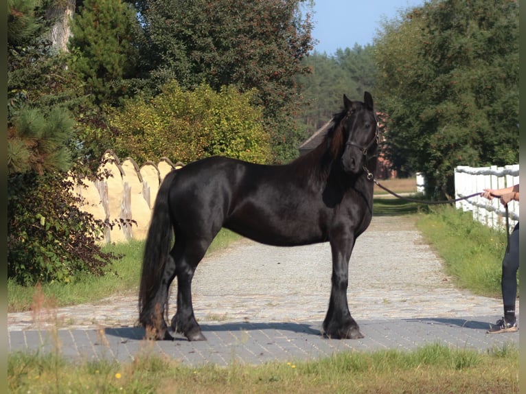 Fell pony Merrie 5 Jaar 140 cm Zwart in Santok