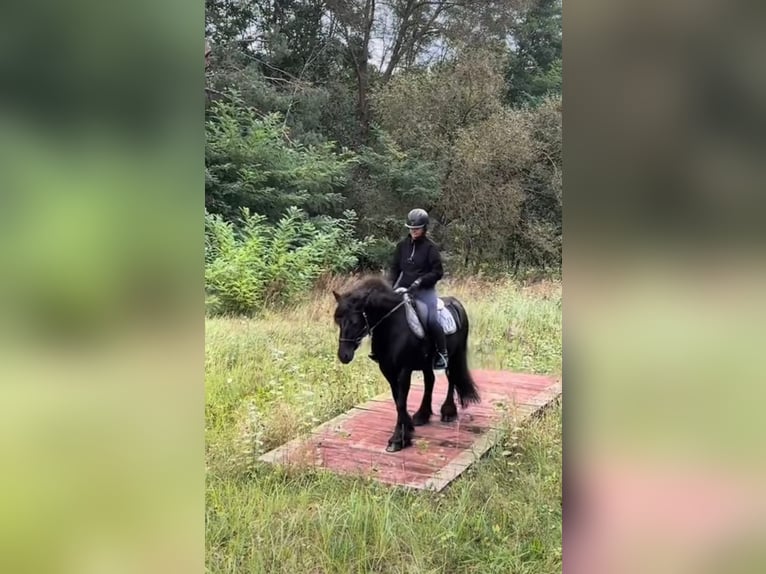 Fell pony Merrie 5 Jaar 140 cm Zwart in Santok