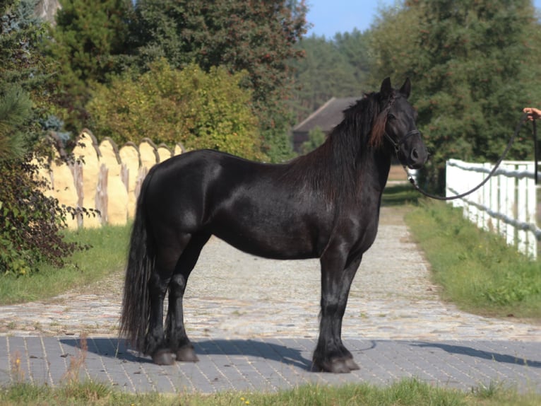 Fell pony Merrie 6 Jaar 140 cm Zwart in Santok