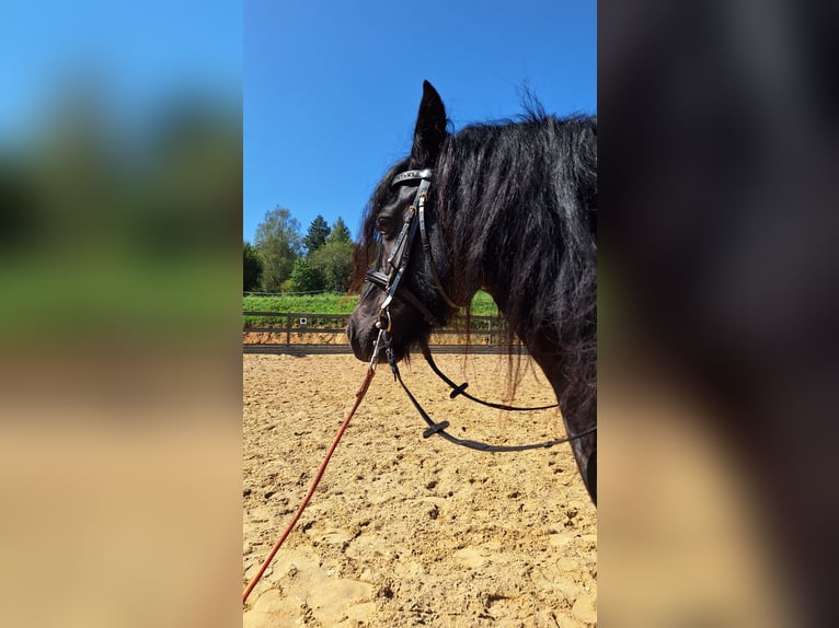 Fell pony Merrie 8 Jaar 130 cm Zwart in Michelstadt