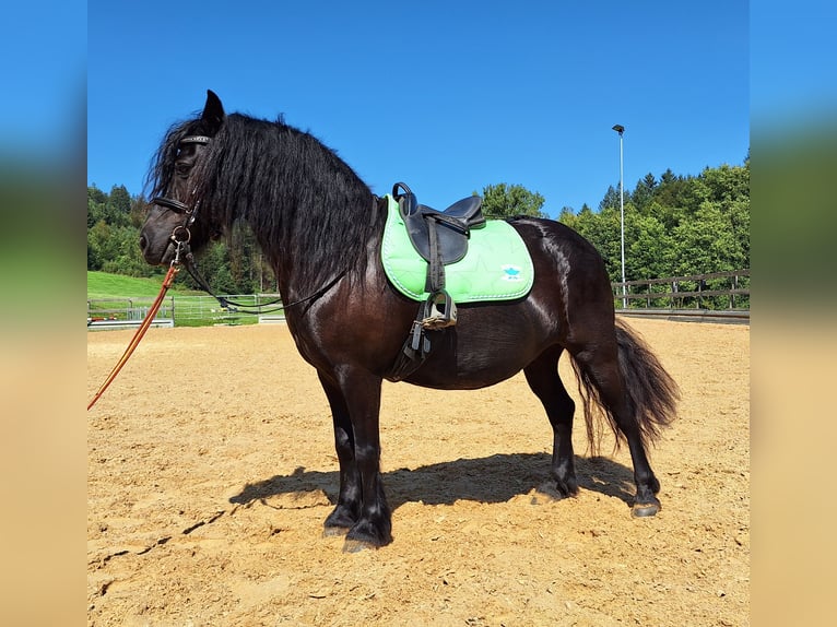 Fell pony Merrie 8 Jaar 130 cm Zwart in Michelstadt