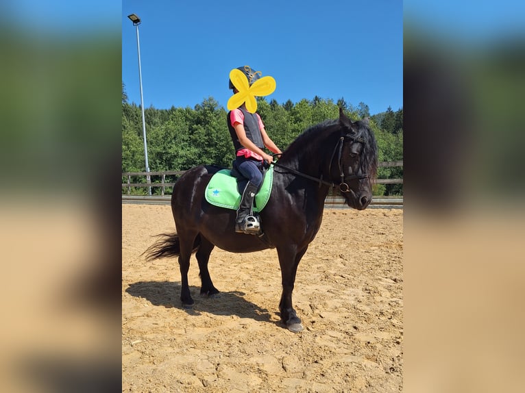 Fell pony Merrie 8 Jaar 130 cm Zwart in Michelstadt