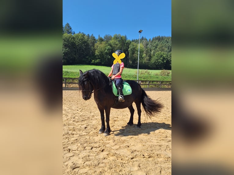 Fell pony Merrie 9 Jaar 130 cm Zwart in Michelstadt