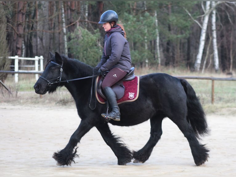 Fell pony Merrie 9 Jaar 137 cm Zwart in Santok