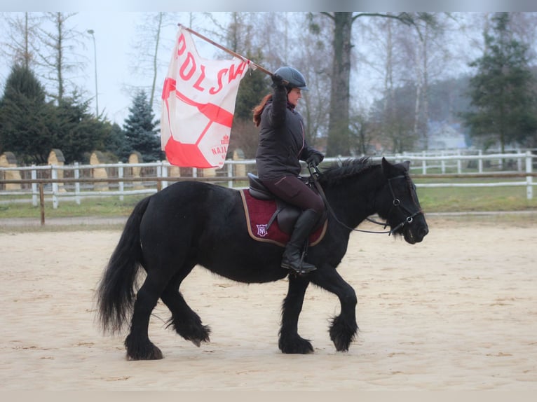 Fell pony Merrie 9 Jaar 137 cm Zwart in Santok