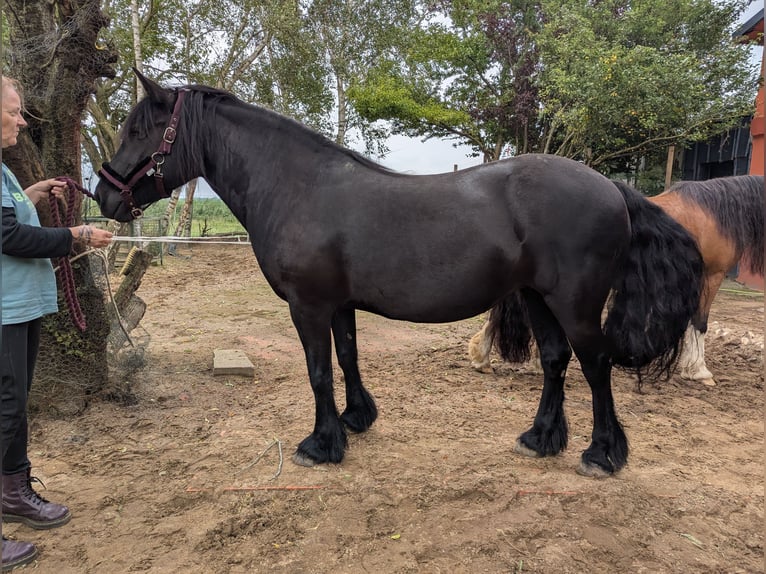 Fell pony Merrie 9 Jaar 138 cm Zwart in Nortorf bei Wilster