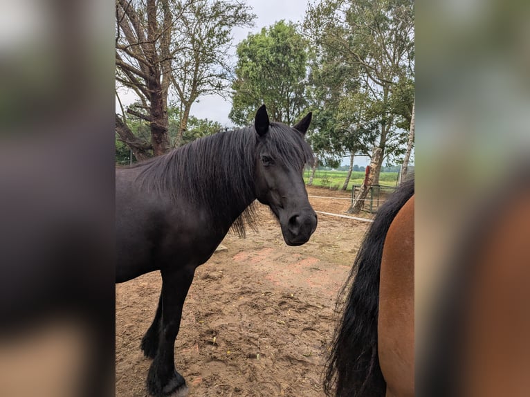 Fell pony Merrie 9 Jaar 138 cm Zwart in Nortorf bei Wilster
