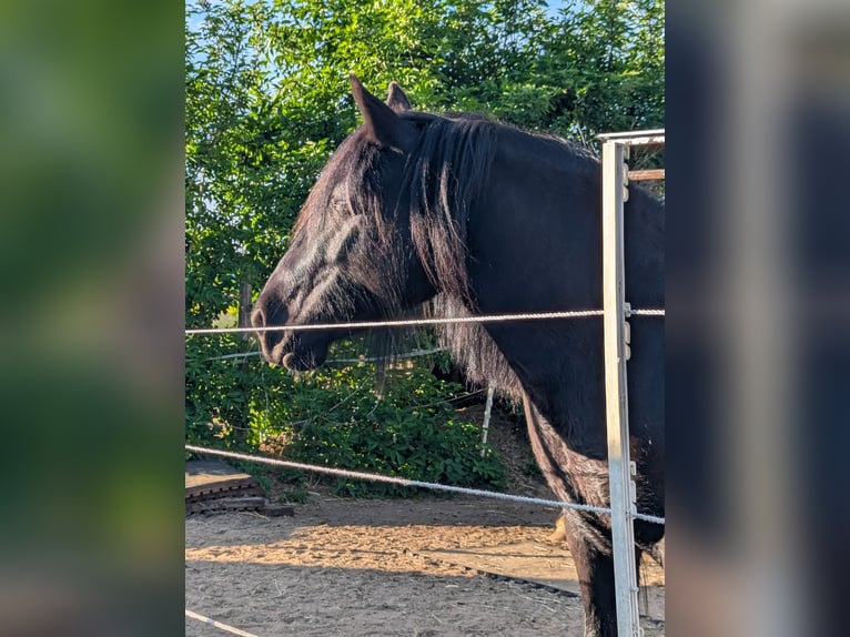 Fell pony Merrie 9 Jaar 138 cm Zwart in Nortorf bei Wilster