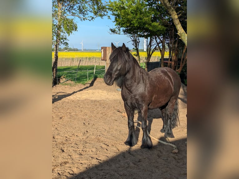 Fell pony Merrie 9 Jaar 138 cm Zwart in Nortorf bei Wilster