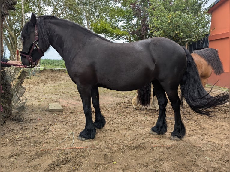 Fell pony Merrie 9 Jaar 138 cm Zwart in Nortorf bei Wilster