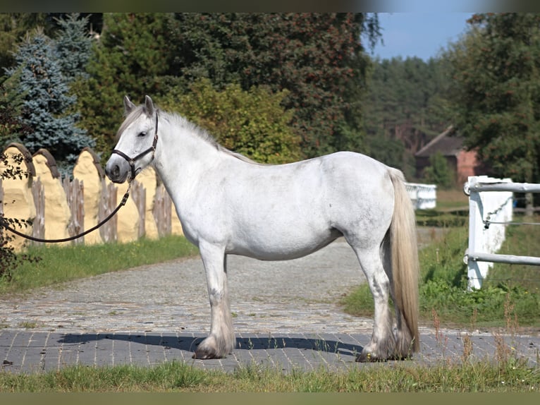 Fell pony Merrie 9 Jaar 142 cm Schimmel in Santok