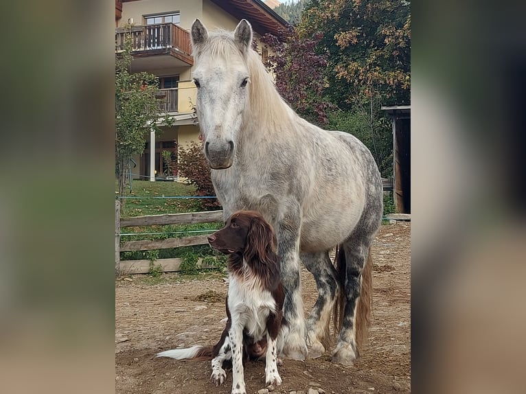 Fell pony Ruin 10 Jaar 134 cm Schimmel in St.Nikolau