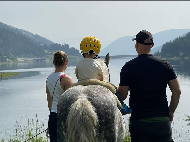 Fell pony Ruin 10 Jaar 134 cm Schimmel in St.Nikolau