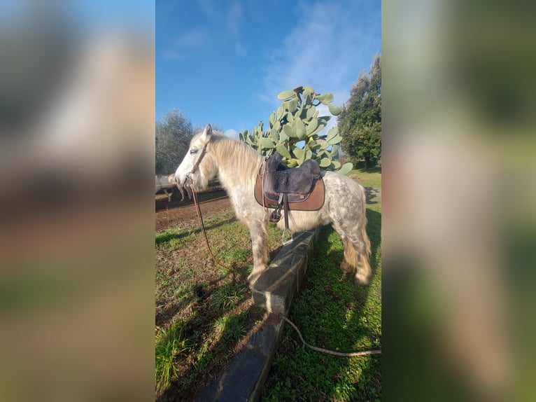 Fell pony Ruin 10 Jaar 134 cm Schimmel in St.Nikolau