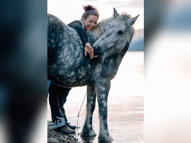 Fell pony Ruin 10 Jaar 134 cm Schimmel in St.Nikolau