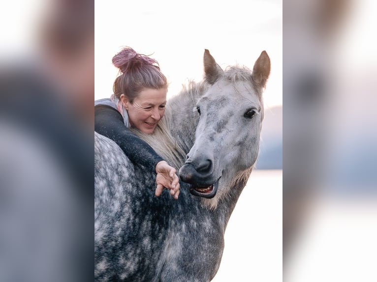 Fell pony Ruin 10 Jaar 134 cm Schimmel in St.Nikolau